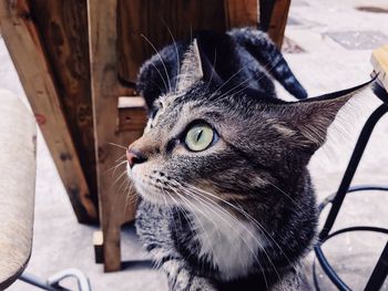 Close-up portrait of cat