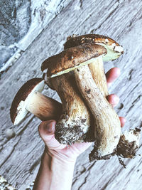 Close-up of hand holding mushroom