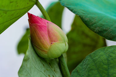 Close-up of pink lily of leaves