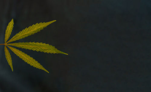 Close-up of plant leaves against colored background