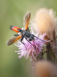 Close-up of insect on flower