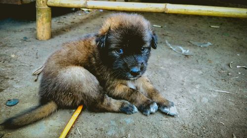 High angle view of puppy