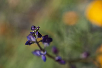 Close-up of purple flowering plant
