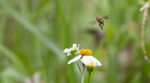 Close-up of bee pollinating on flower