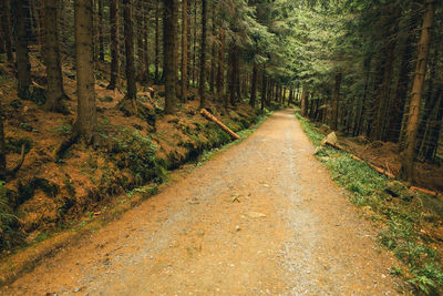 Dirt road amidst trees in forest