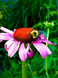 Close-up of honey bee on pink flower