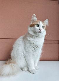 Portrait of white cat sitting on floor