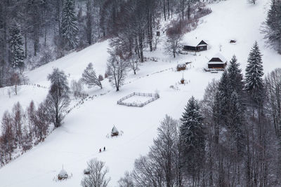 Snow covered trees