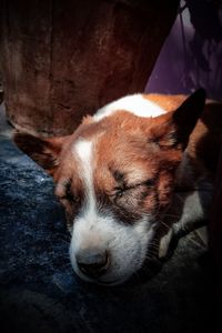 Close-up of dog sleeping