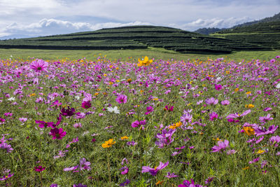 Purple flowering plants on field against sky