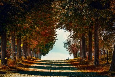 Trees on footpath during autumn