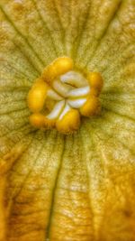 Close-up of yellow flower