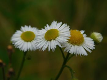 Close-up of fresh white daisy flowers