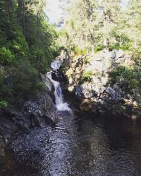 Scenic view of waterfall in forest