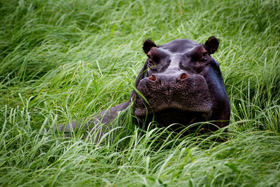 Portrait of hippopotamus in grass