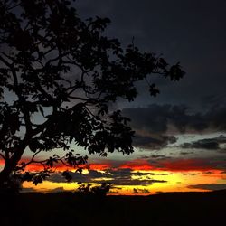 Silhouette tree against dramatic sky during sunset