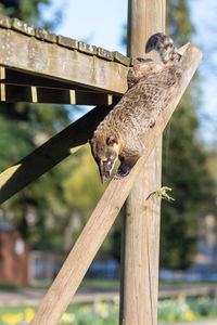 Close-up of squirrel on wooden fence