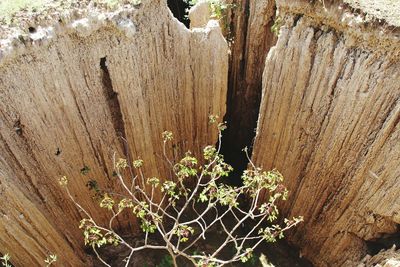 Close-up of lichen on tree trunk