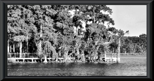 Trees by lake against sky