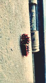 Close up of red leaf