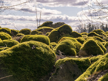 Wonderful landscape with bright green stones. the stones are overgrown with moss