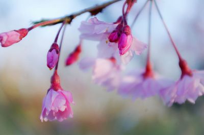 Close-up of pink flowers blooming on tree