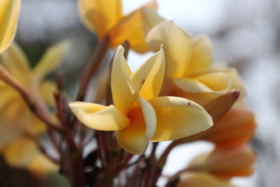 Close-up of yellow flowering plant