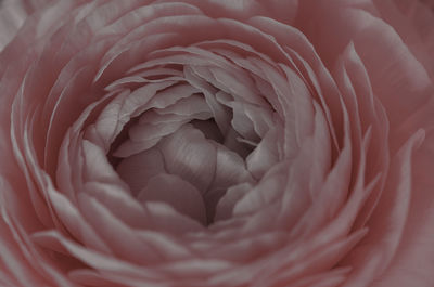 Pink ranunculus petals