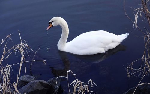 High angle view of swan floating on lake