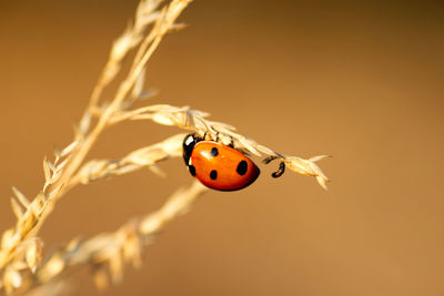 Close-up of ladybug on leaf
