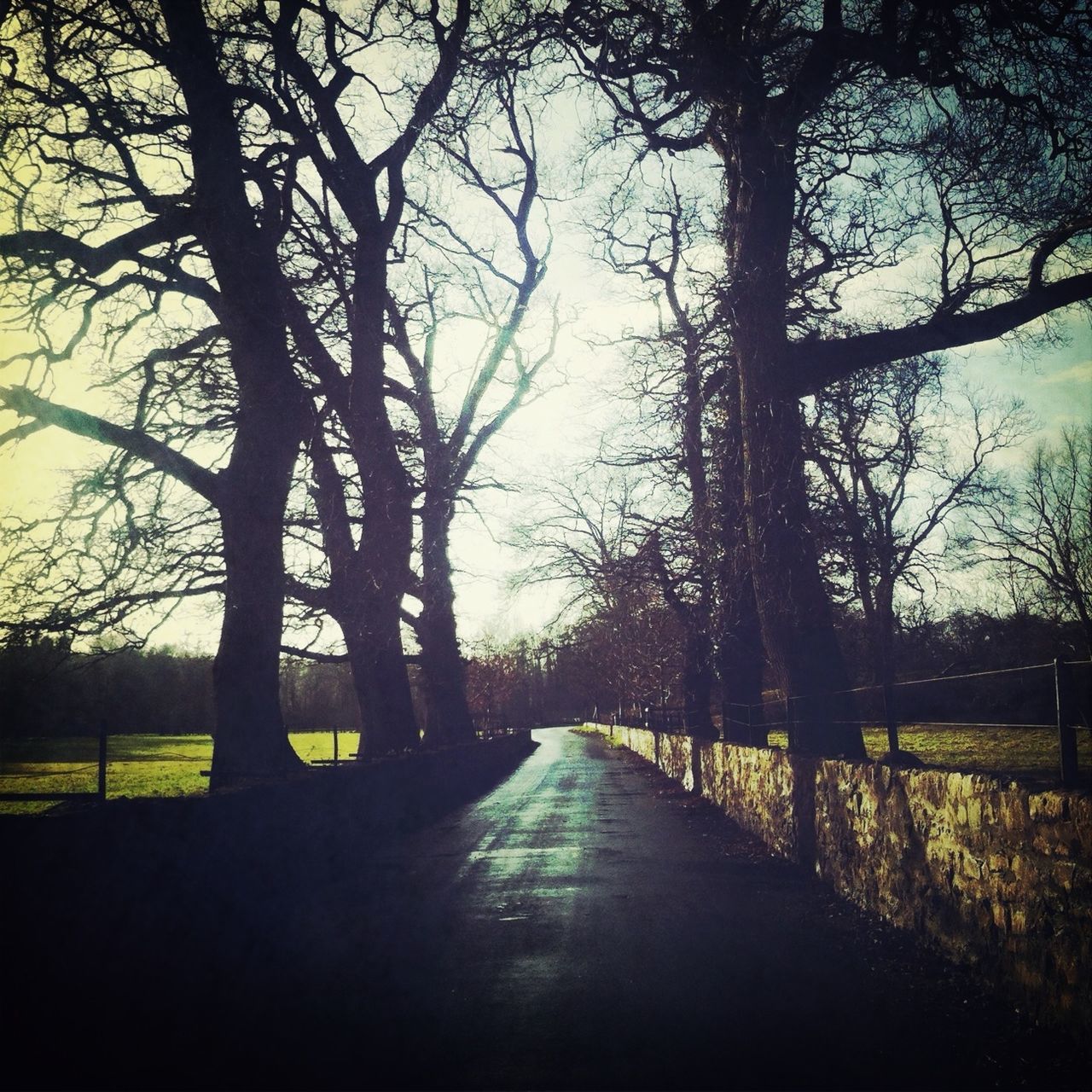 the way forward, tree, diminishing perspective, vanishing point, tranquility, road, transportation, tranquil scene, bare tree, treelined, nature, country road, grass, empty road, branch, scenics, landscape, beauty in nature, sky, tree trunk