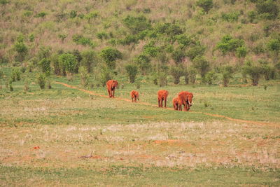 A herd of african elephants walking on a straight line at tsavo east national park in kenya