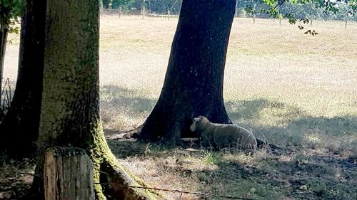 View of a tree trunk in the field