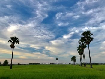 Scenic view of palm trees on field against sky