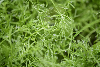 Close-up of water drops on grass