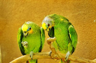 Close-up of parrot perching on yellow leaf