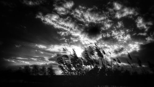 Low angle view of trees on field against cloudy sky