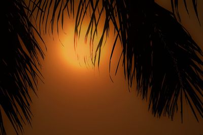 Close-up of silhouette palm tree against orange sky