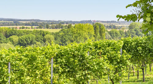 View of vineyard against clear sky