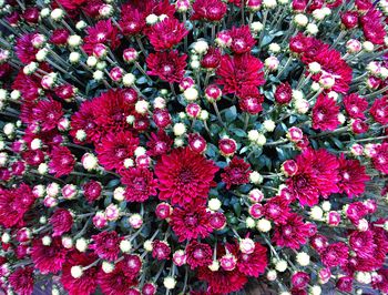 Full frame shot of pink flowers