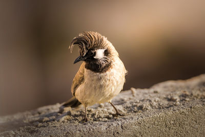 Close-up of bird perching on rock