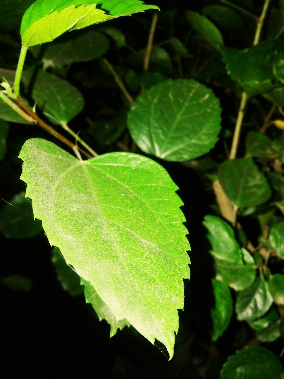 CLOSE-UP OF GREEN LEAVES IN PLANT