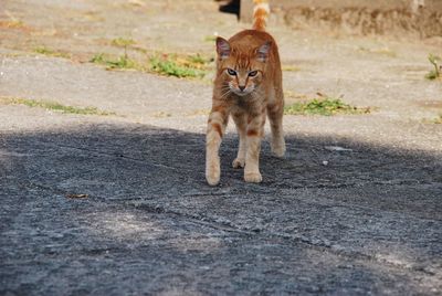 Portrait of cat walking on road