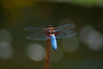 Close-up of dragonfly