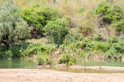 Scenic view of lake in forest