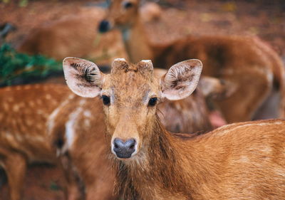 Portrait of deer