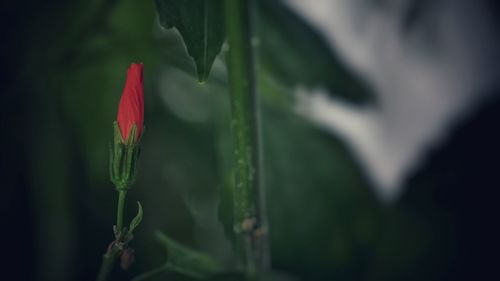 Close-up of red flower