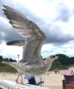 Birds flying against sky