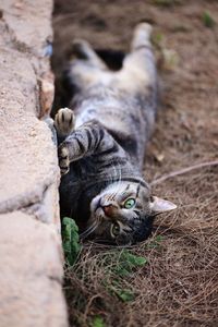 Portrait of cat relaxing on land