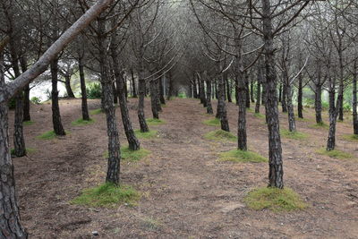 Footpath amidst trees in forest